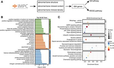 IMPC-based screening revealed that ROBO1 can regulate osteoporosis by inhibiting osteogenic differentiation